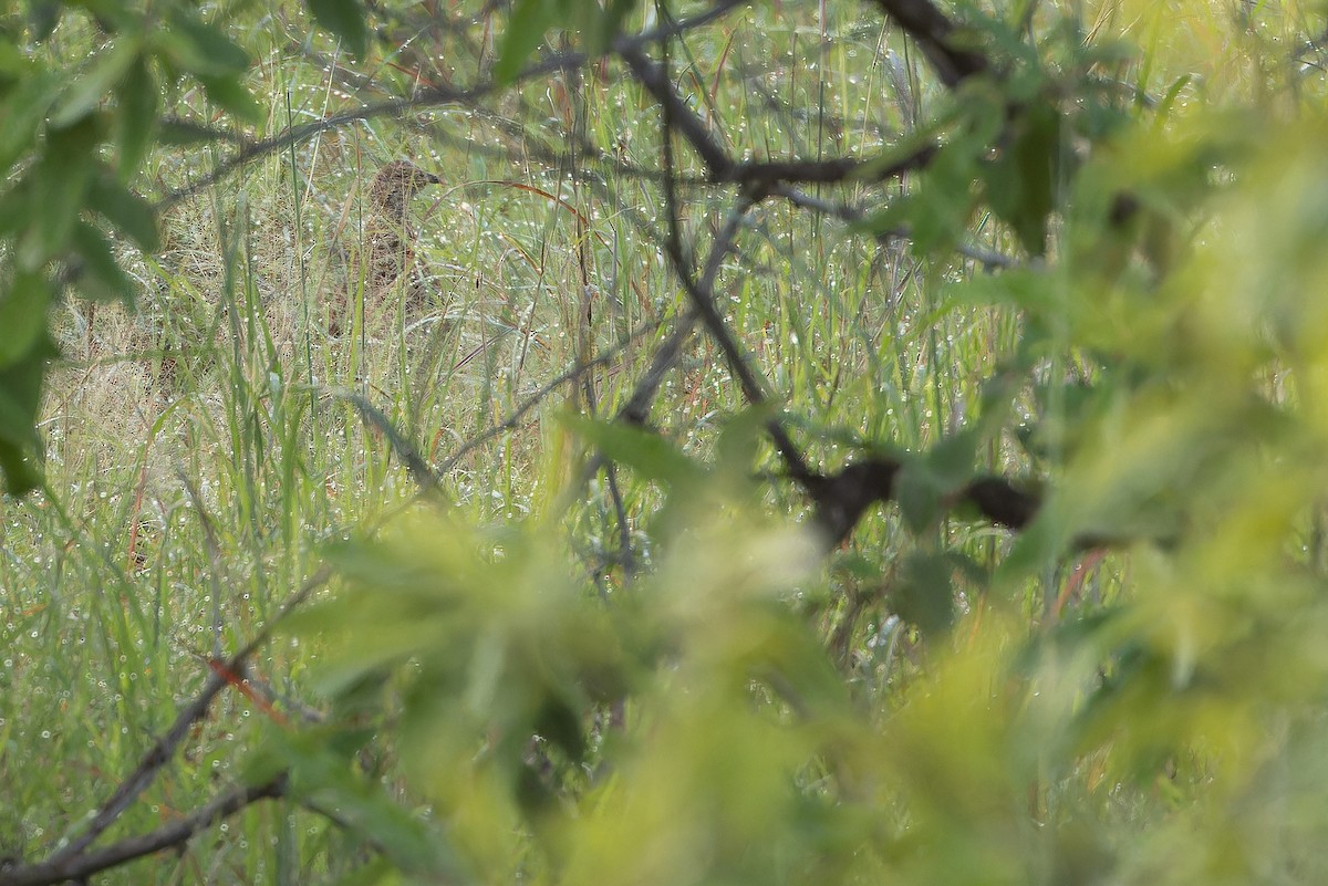 Orange River Francolin (Archer's) - ML642442941