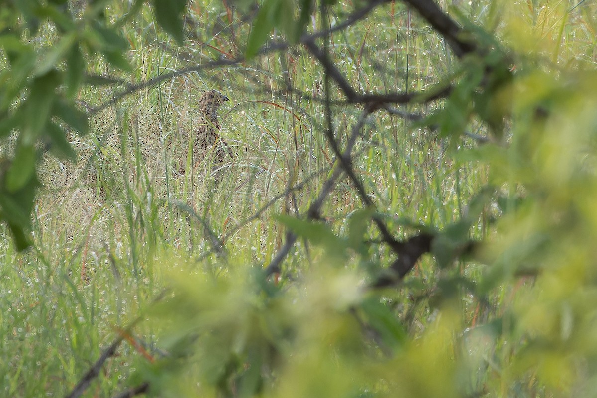 Orange River Francolin (Archer's) - ML642442942