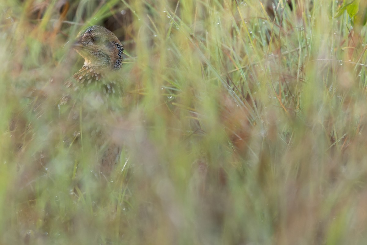 Orange River Francolin (Archer's) - ML642442943