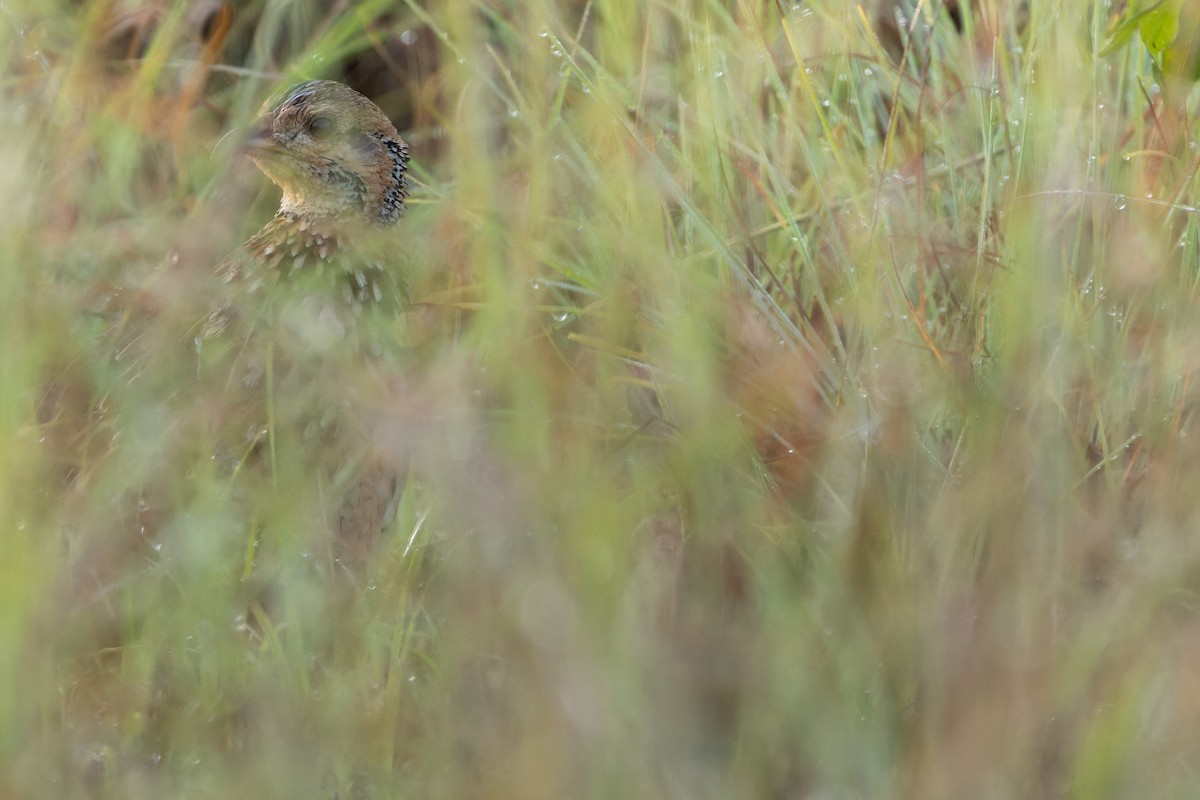 Orange River Francolin (Archer's) - ML642442944