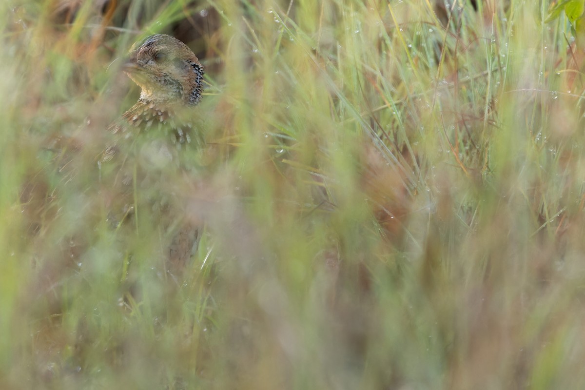 Orange River Francolin (Archer's) - ML642442945