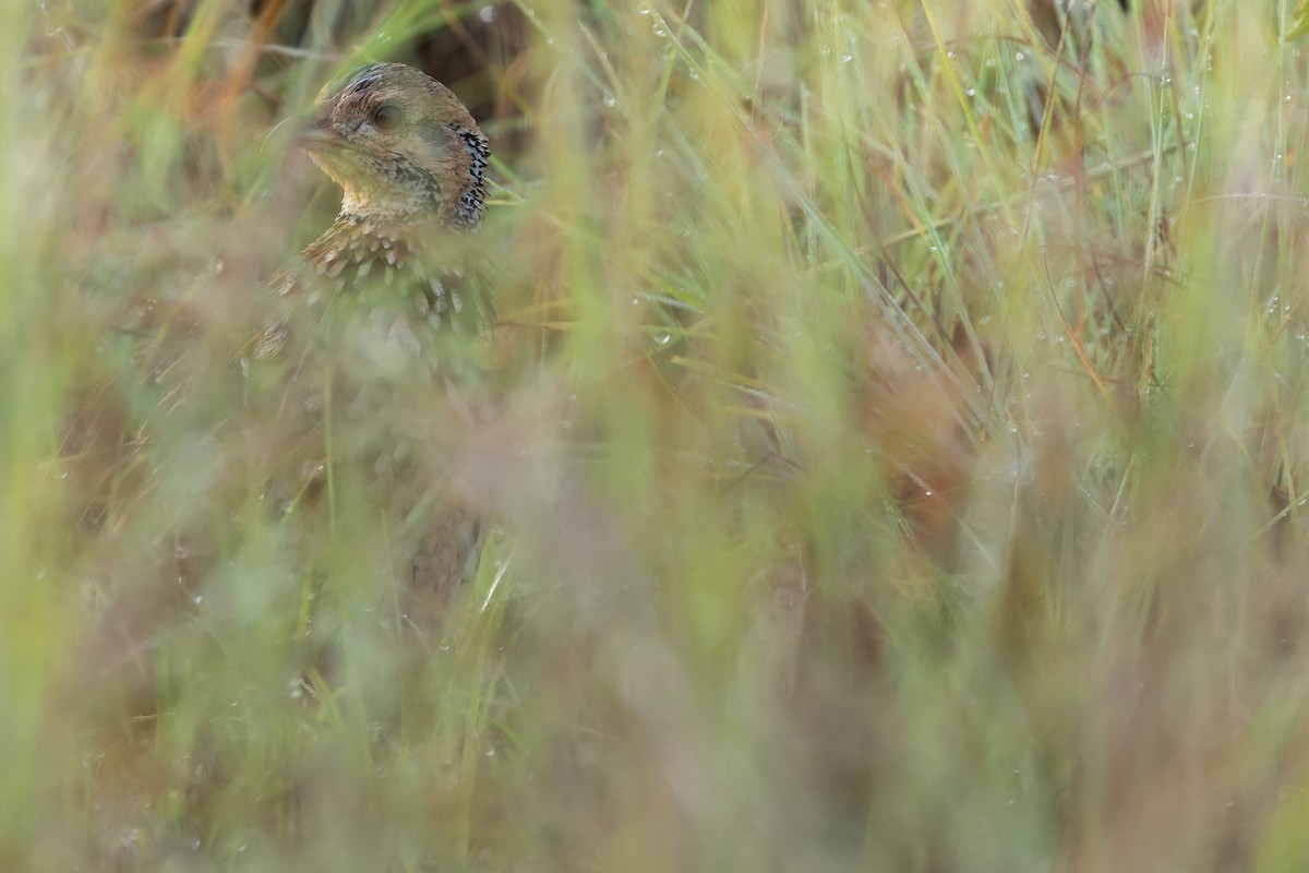 Orange River Francolin (Archer's) - ML642442946