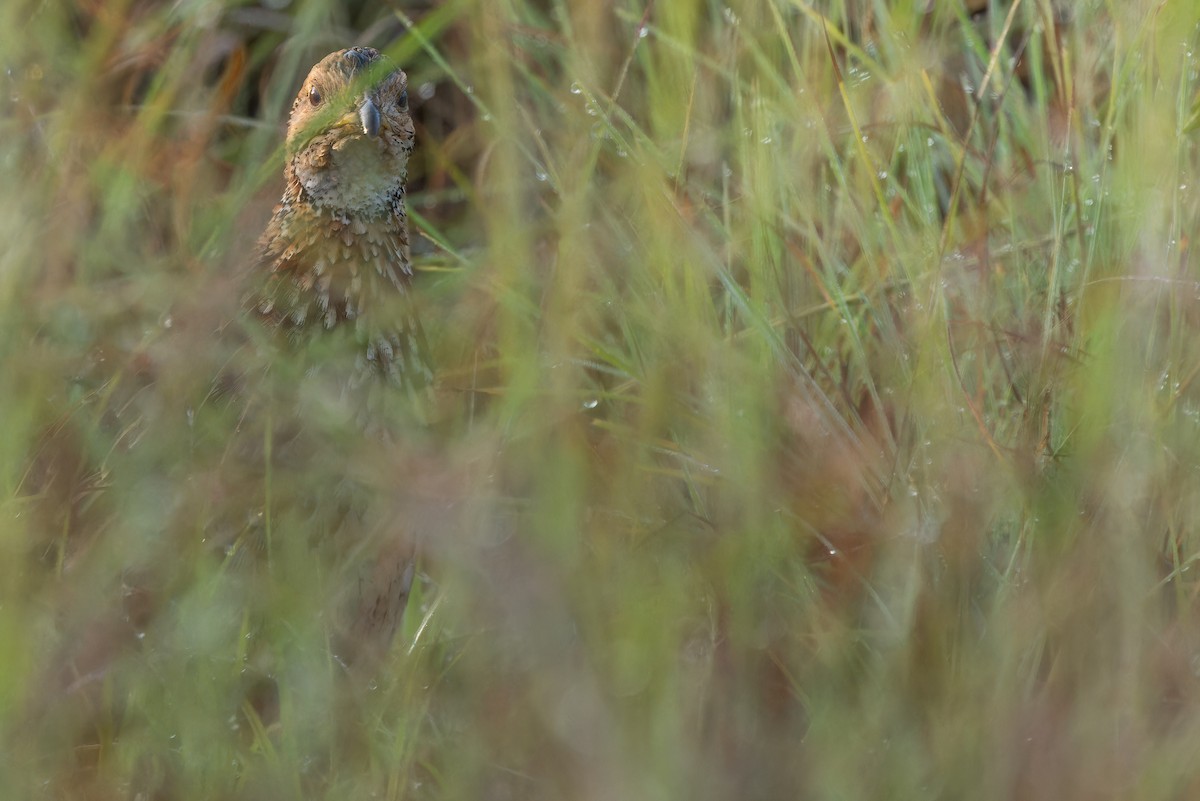Orange River Francolin (Archer's) - ML642442947