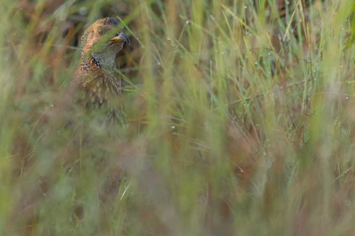 Orange River Francolin (Archer's) - ML642442948