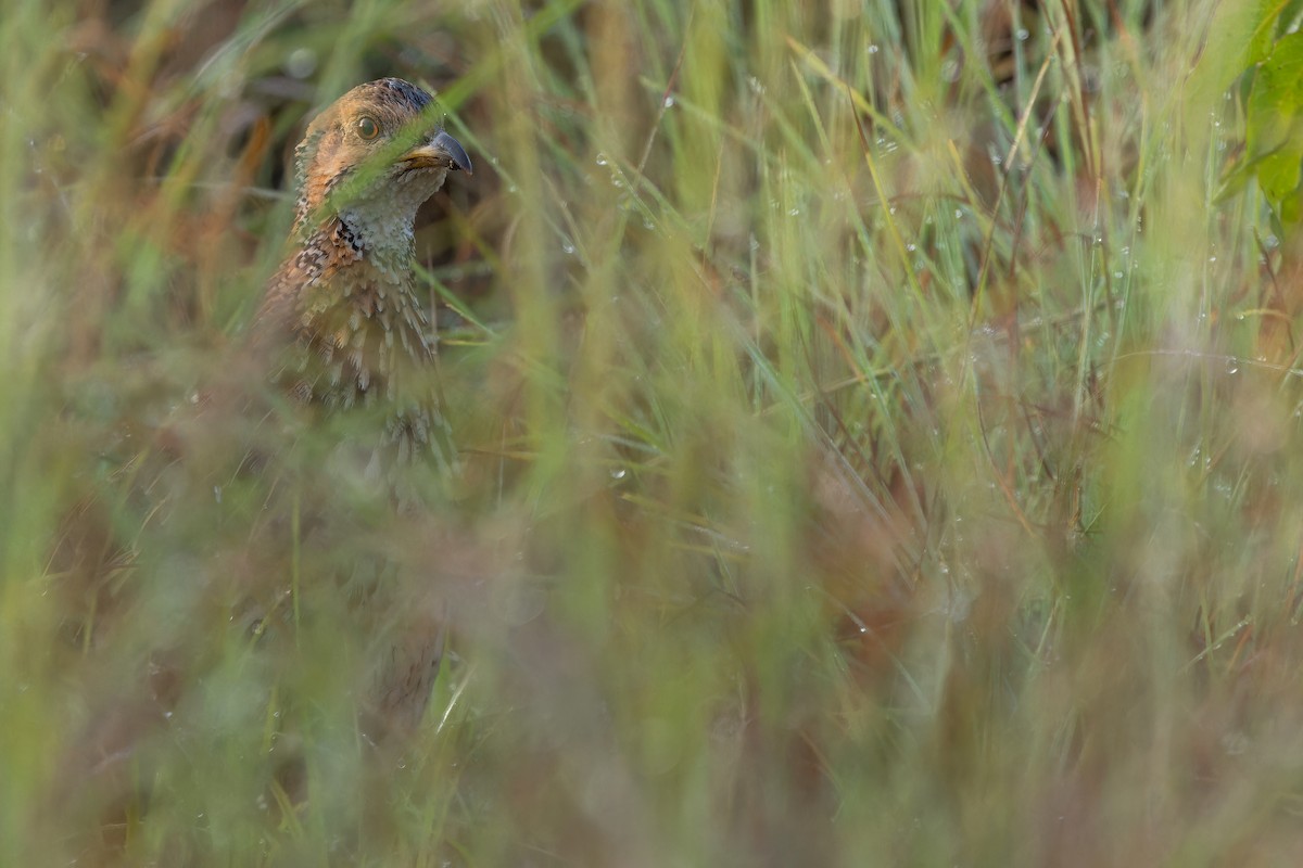 Orange River Francolin (Archer's) - ML642442949