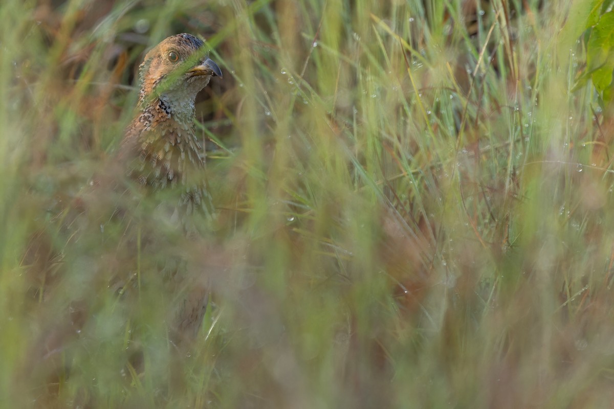 Orange River Francolin (Archer's) - ML642442951