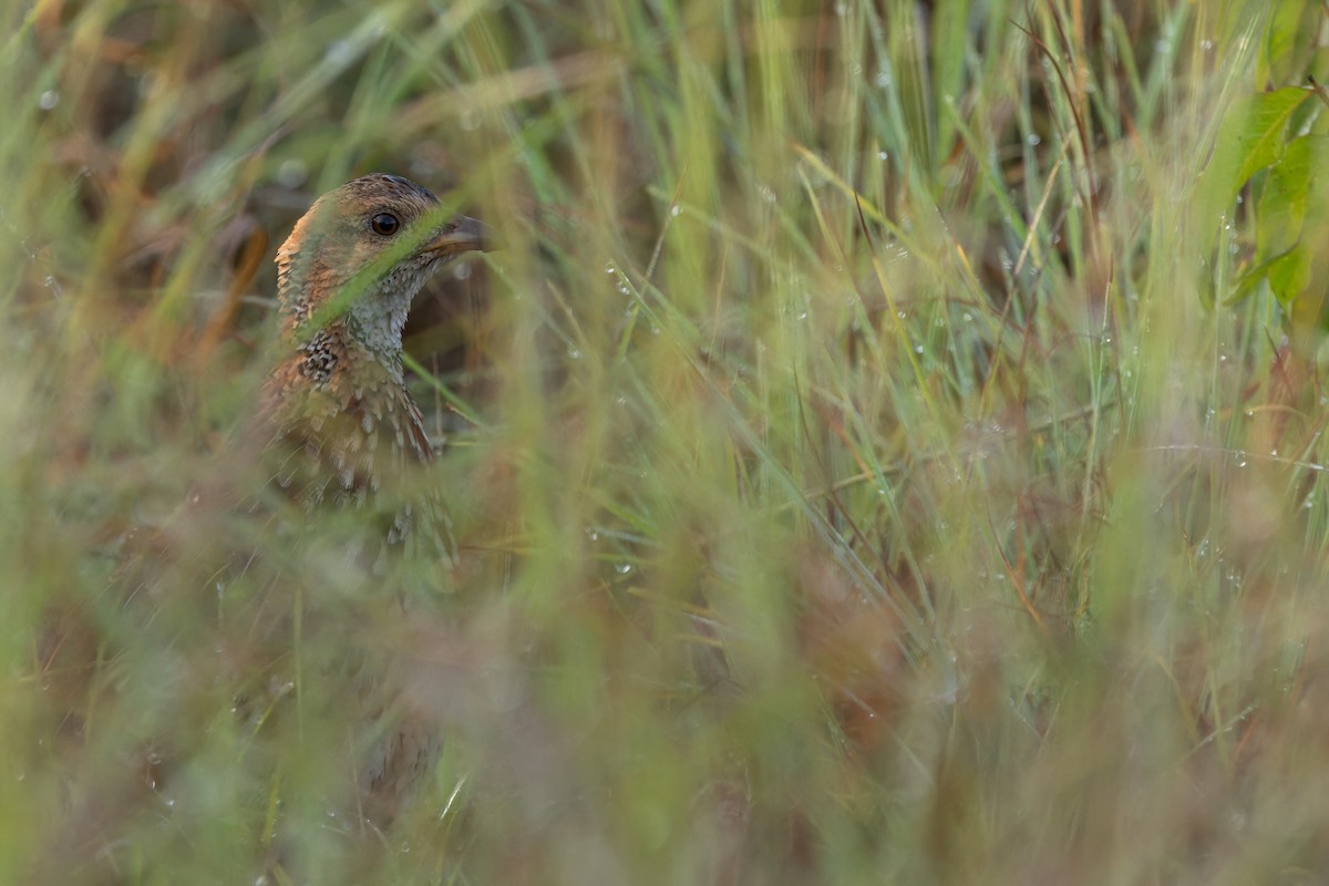 Orange River Francolin (Archer's) - ML642442952