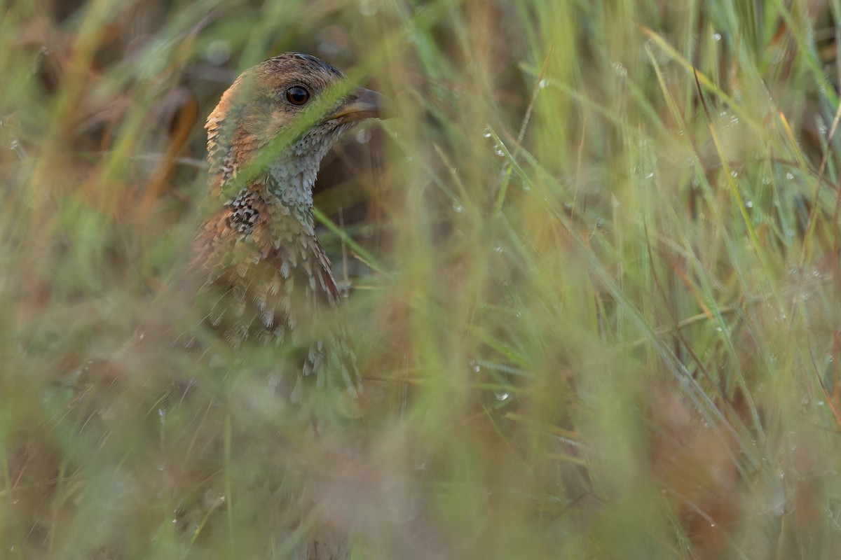 Orange River Francolin (Archer's) - ML642442953