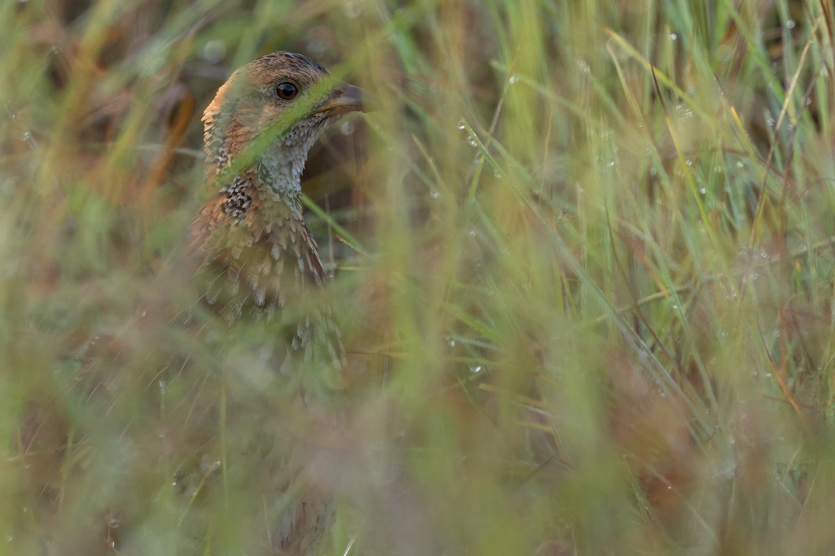 Orange River Francolin (Archer's) - ML642442954