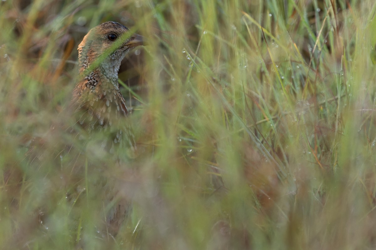 Orange River Francolin (Archer's) - ML642442956