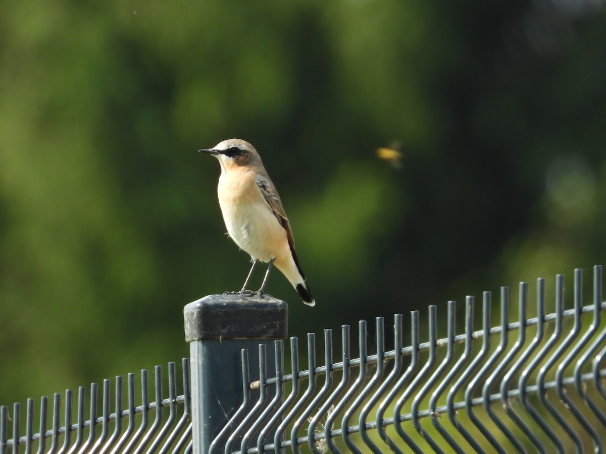 Northern Wheatear - ML642442963