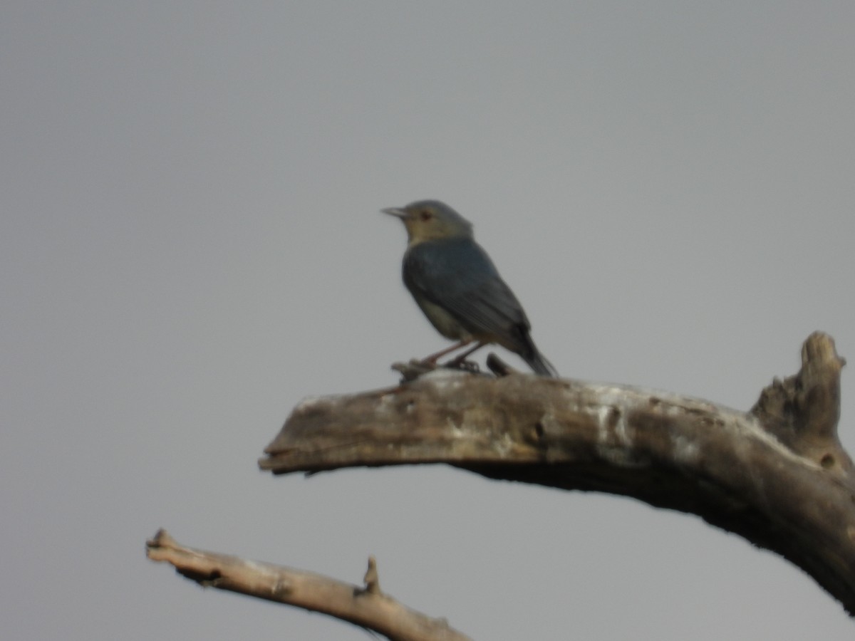 Bicolored Conebill - ML642442964