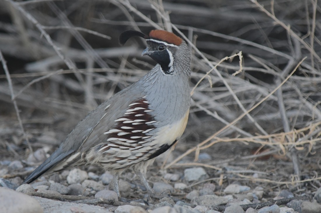 Gambel's Quail - ML642442975
