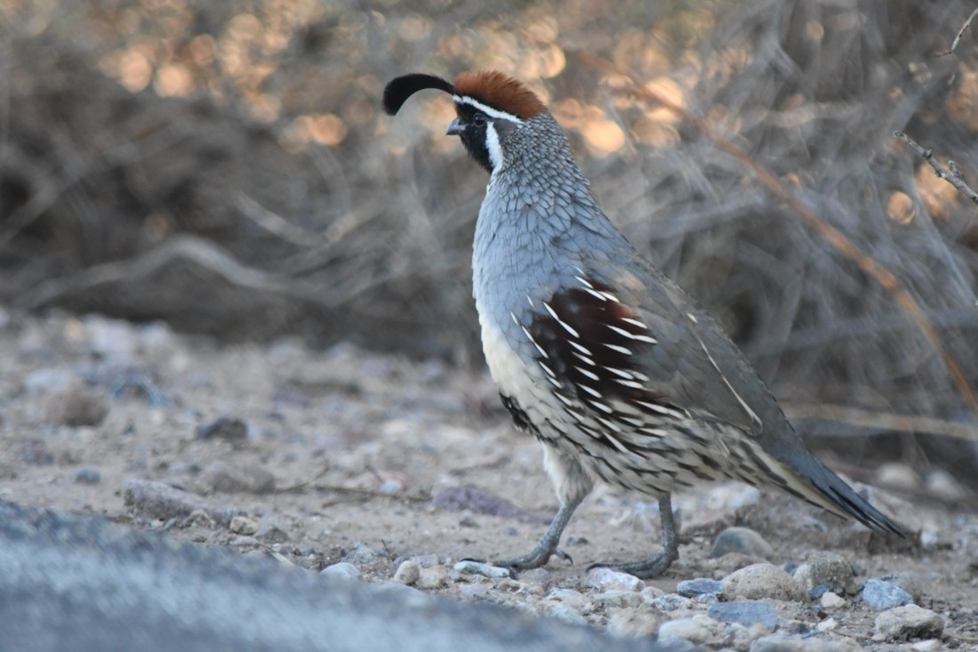 Gambel's Quail - ML642442976