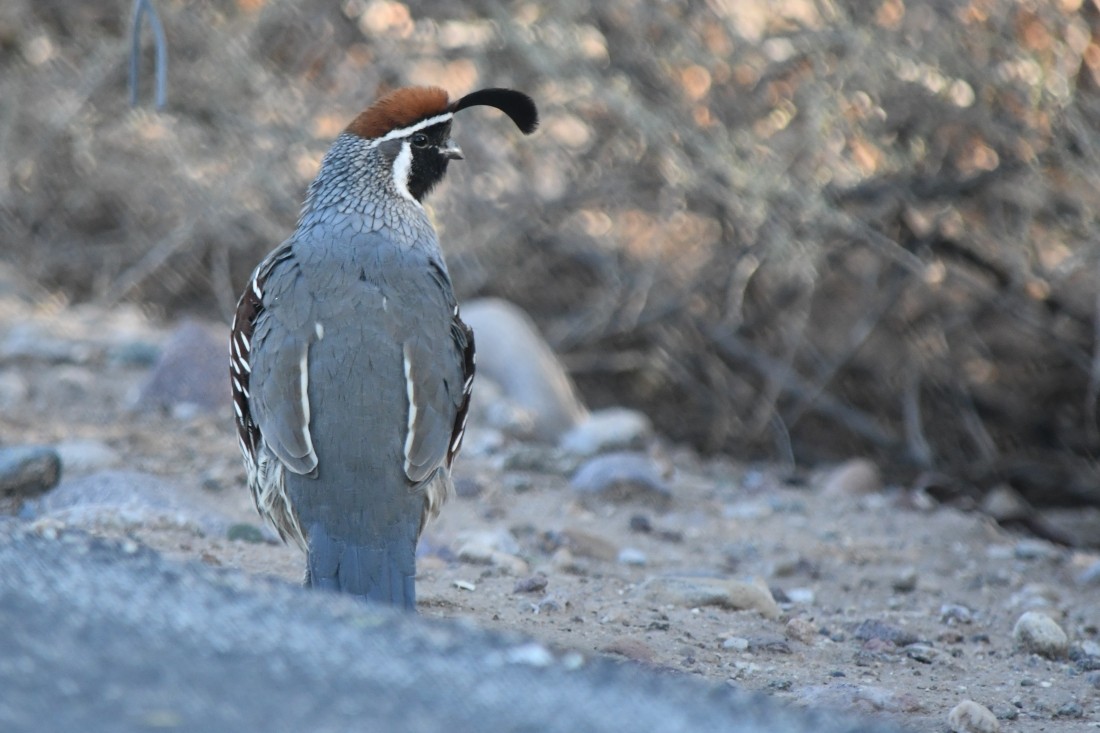 Gambel's Quail - ML642442977