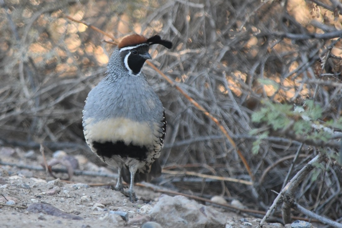 Gambel's Quail - ML642442978