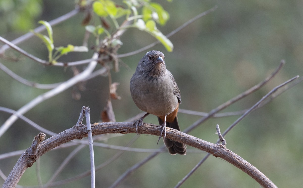 California Towhee - ML642442983