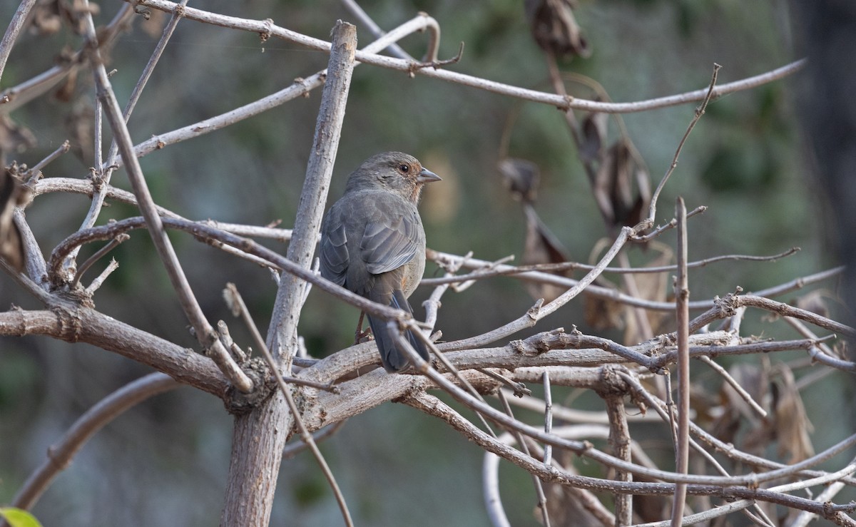 California Towhee - ML642442984