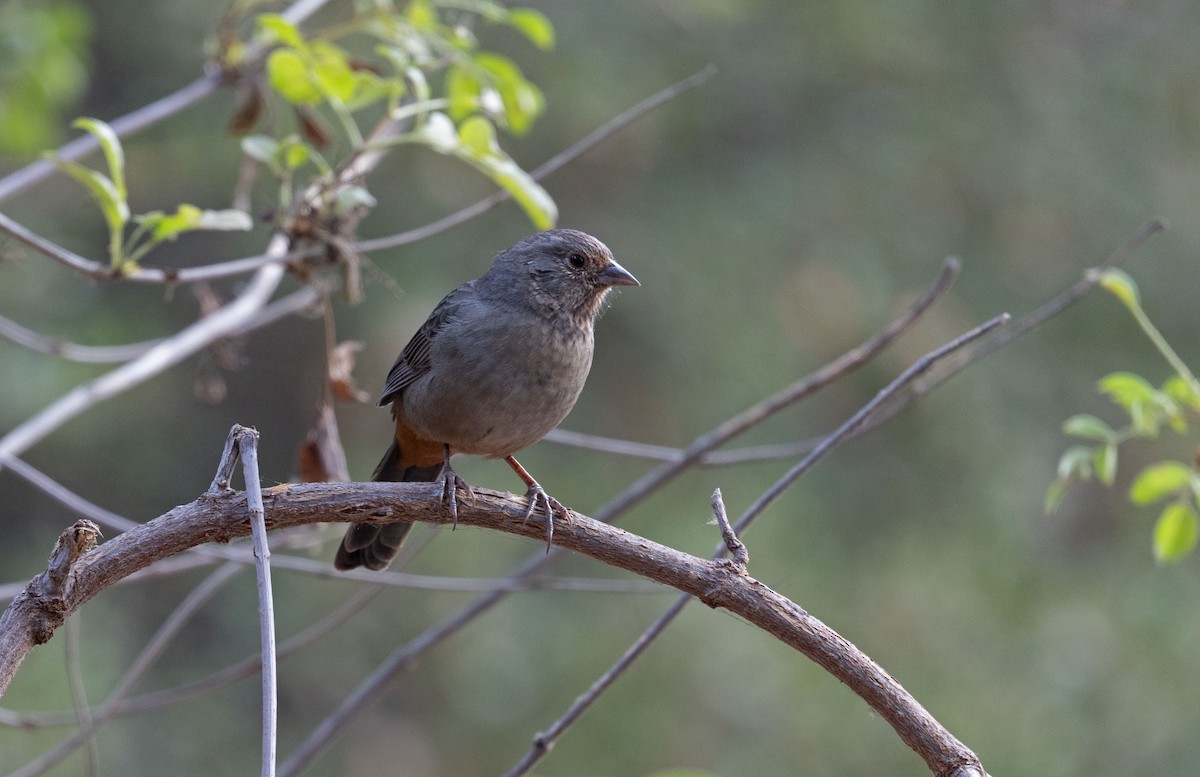 California Towhee - ML642442985