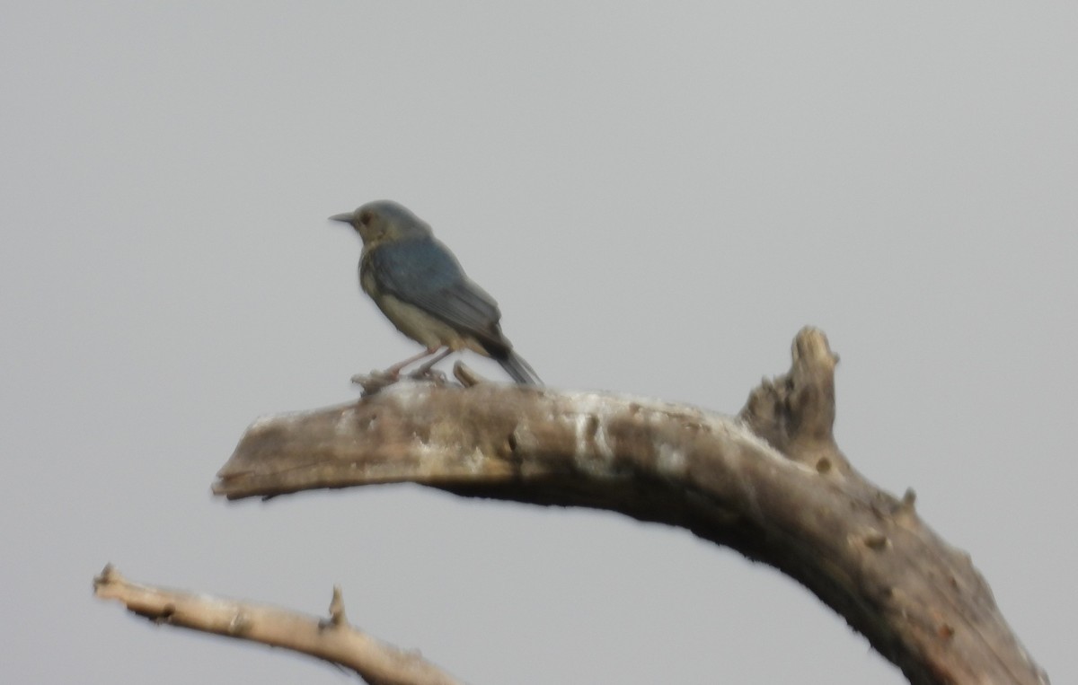 Bicolored Conebill - ML642442987