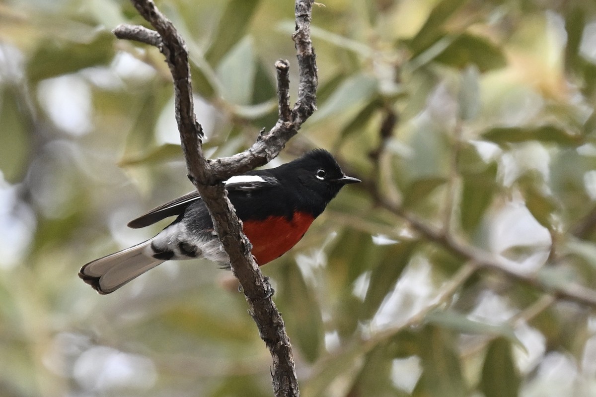Painted Redstart - ML642443010