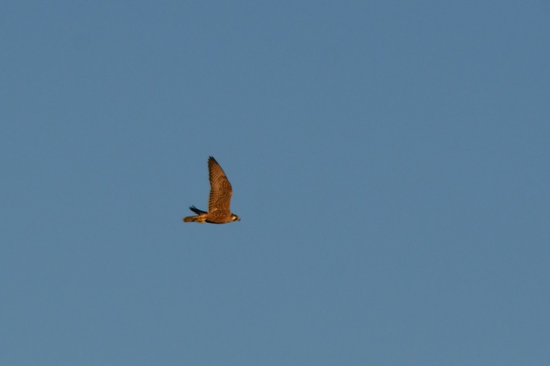בז נודד - ML642443019
