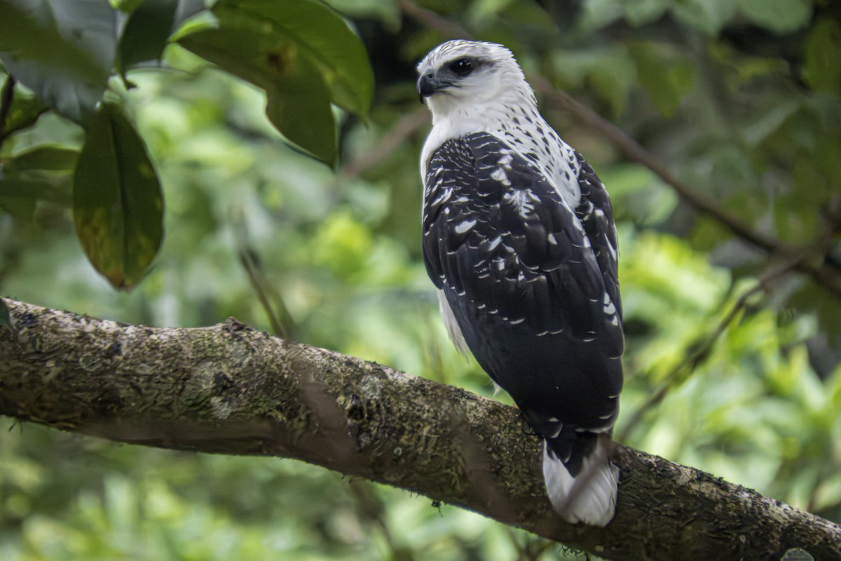 White Hawk - ML642443022