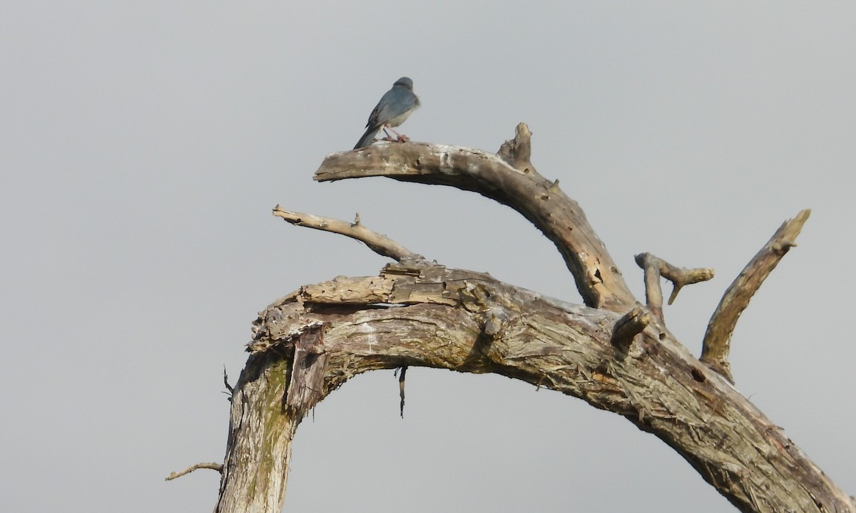 Bicolored Conebill - ML642443032