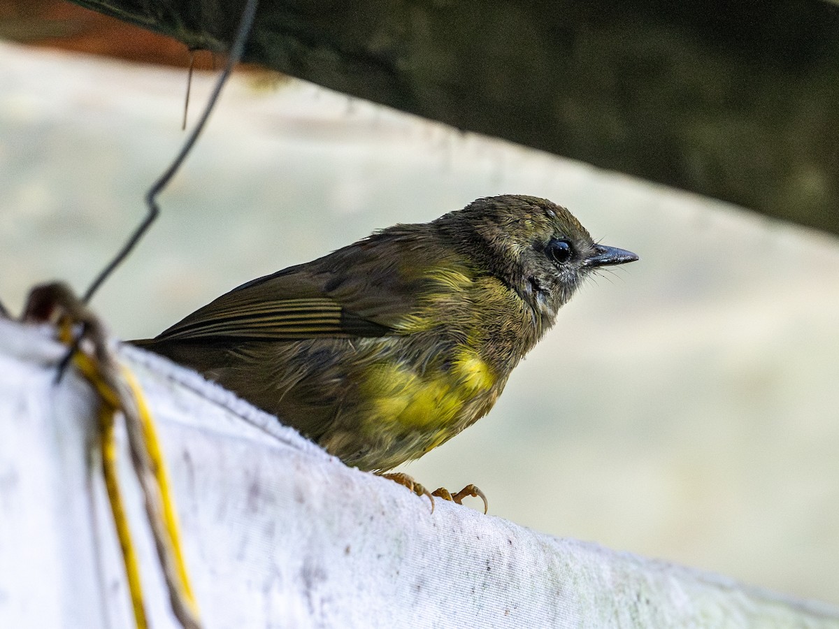 Russet-crowned Warbler - ML642443034