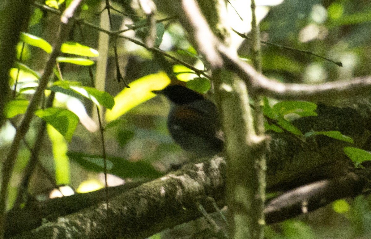 Black-cheeked Gnateater - ML642443046
