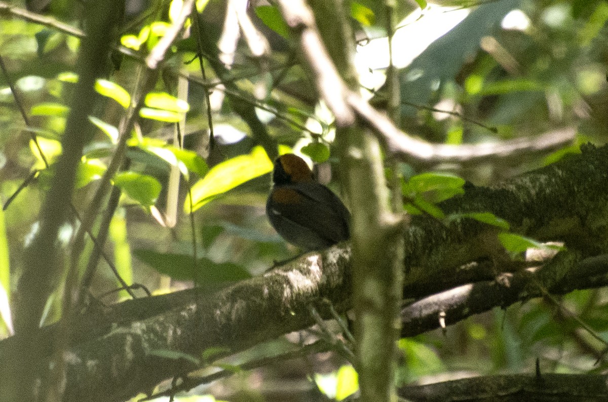 Black-cheeked Gnateater - ML642443047