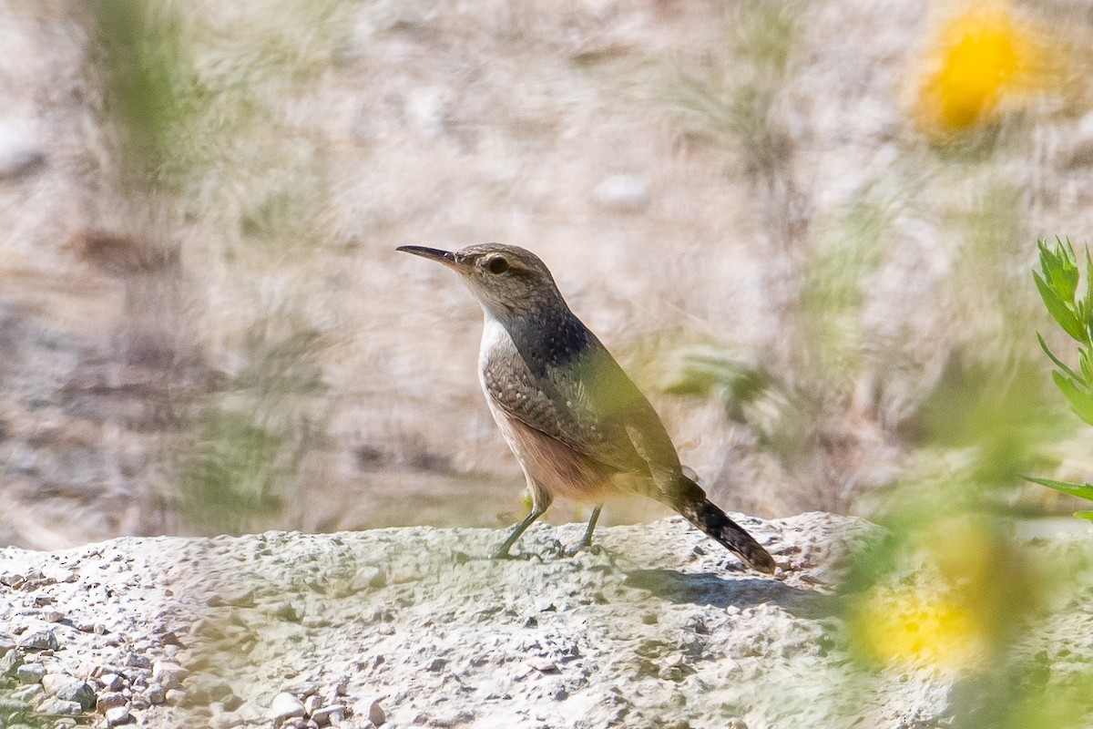 Rock Wren - ML642443049