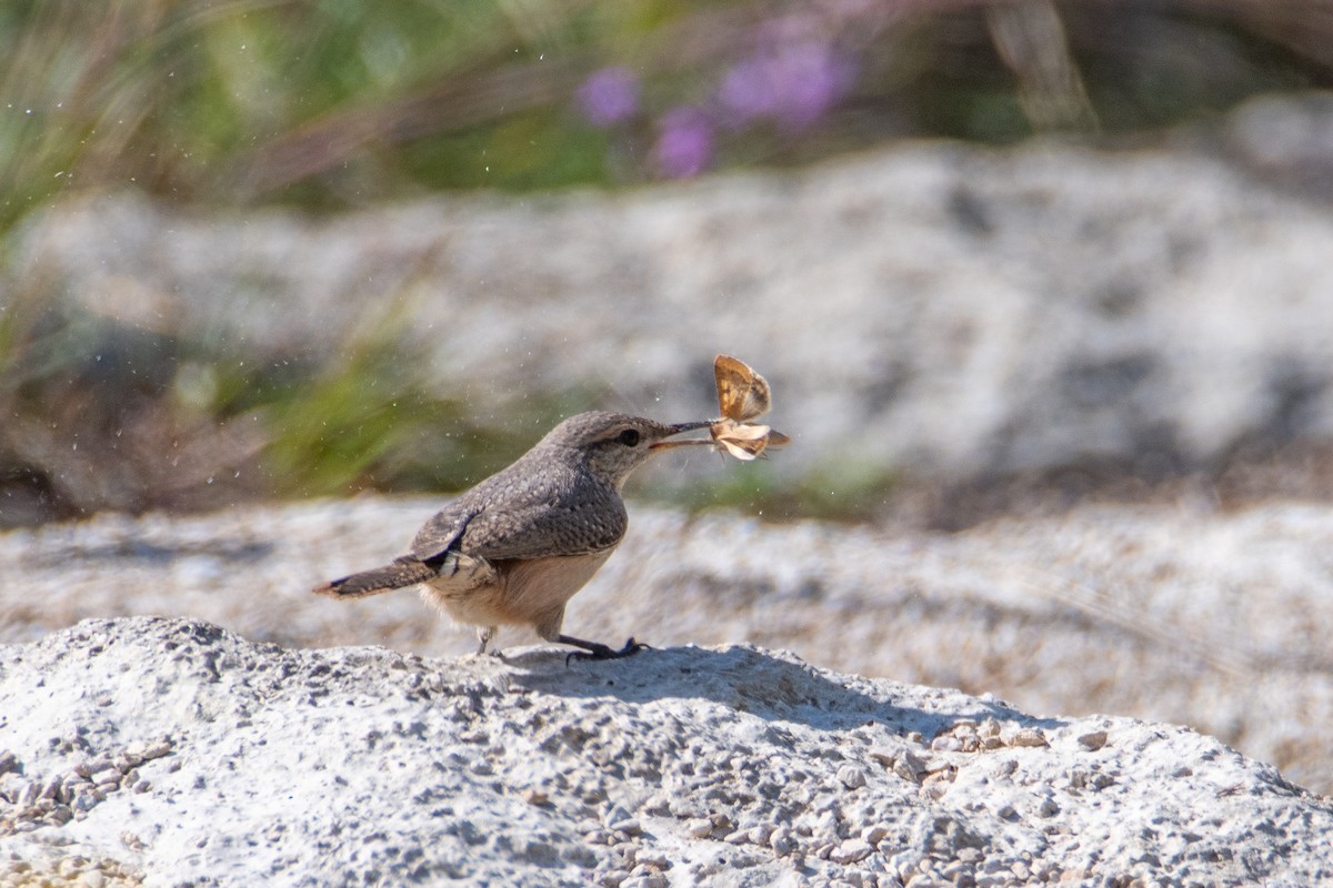 Rock Wren - ML642443050