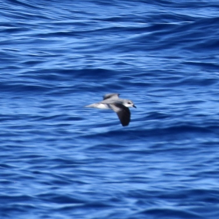 Black-winged Petrel - ML642443051