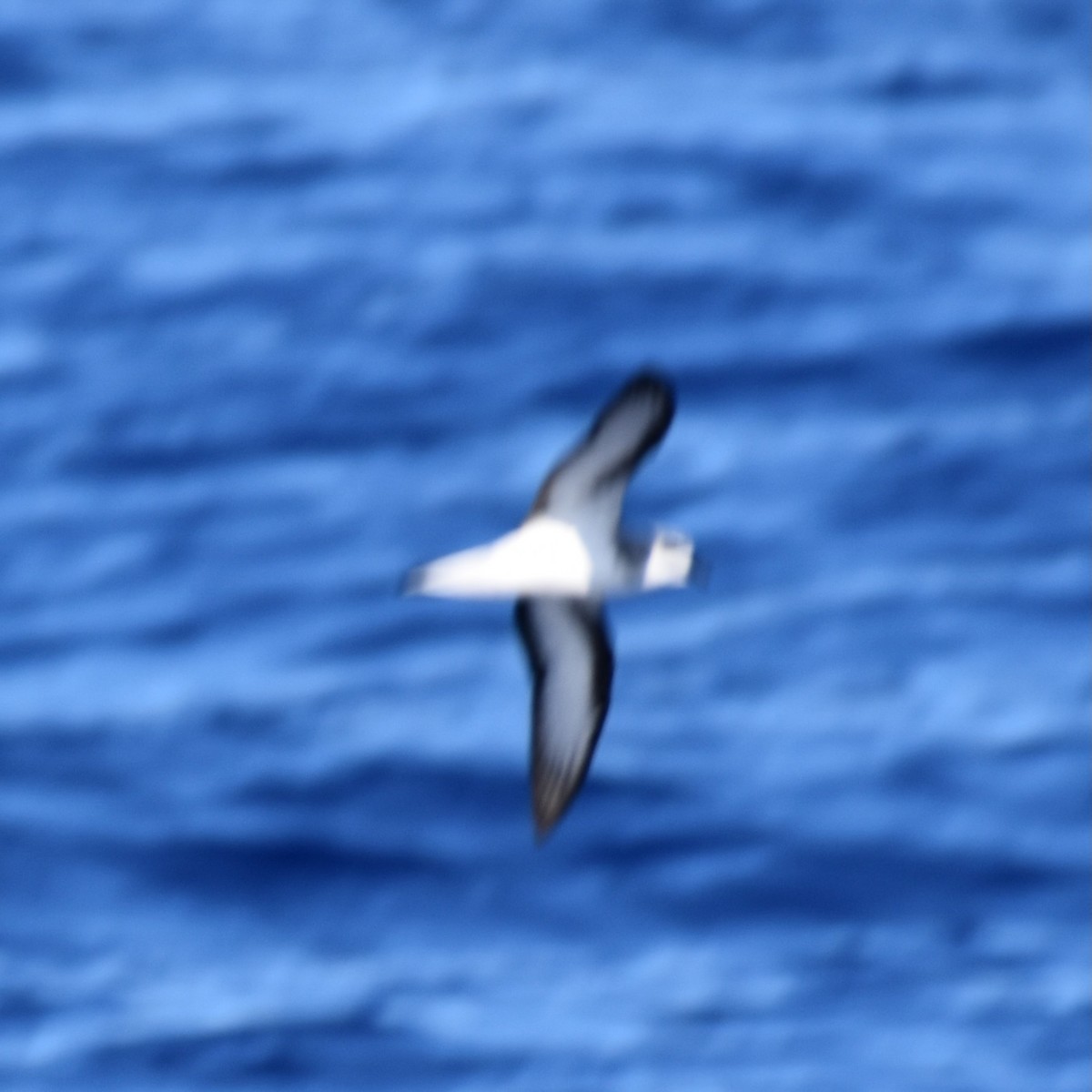 Black-winged Petrel - ML642443052
