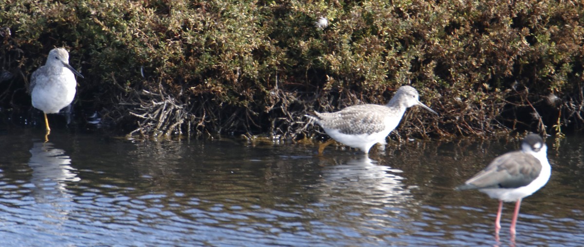 Greater Yellowlegs - ML642443065