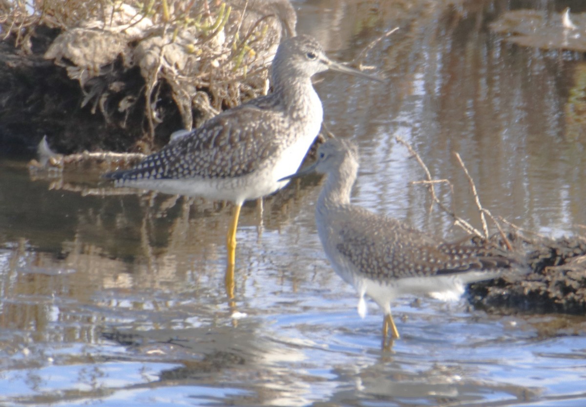 Greater Yellowlegs - ML642443067
