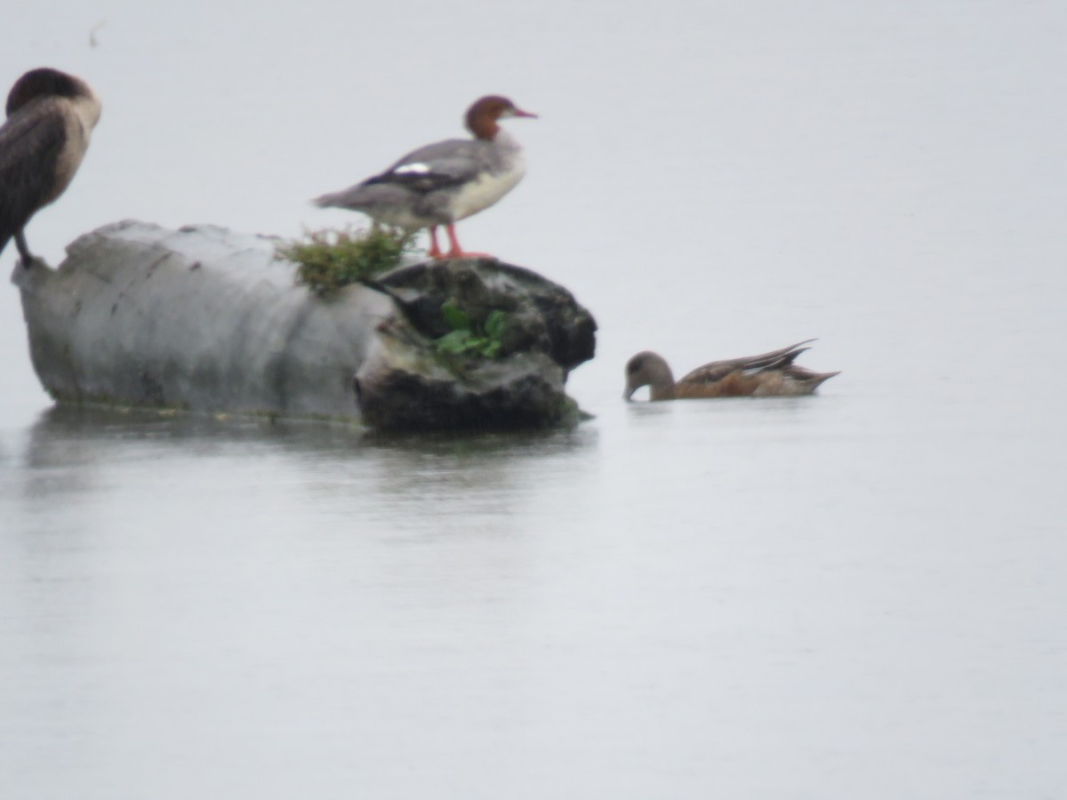 American Wigeon - ML642443068