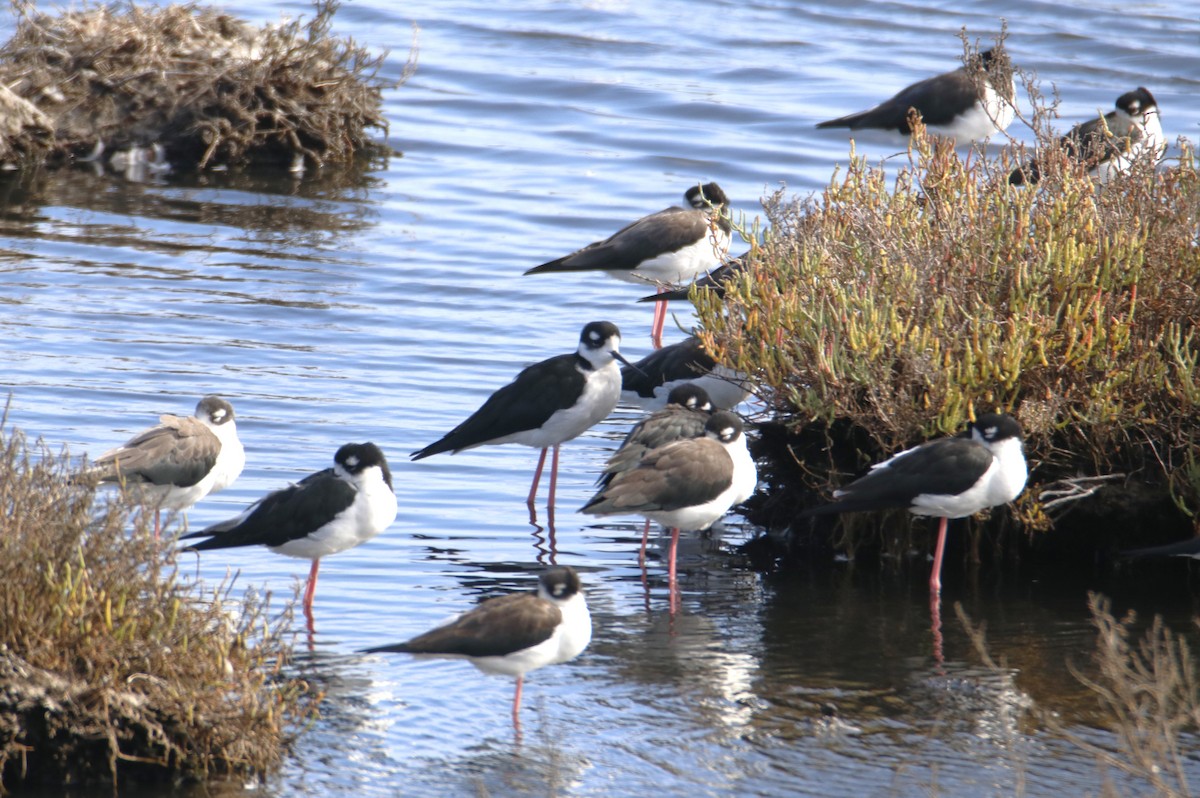 Black-necked Stilt - ML642443070