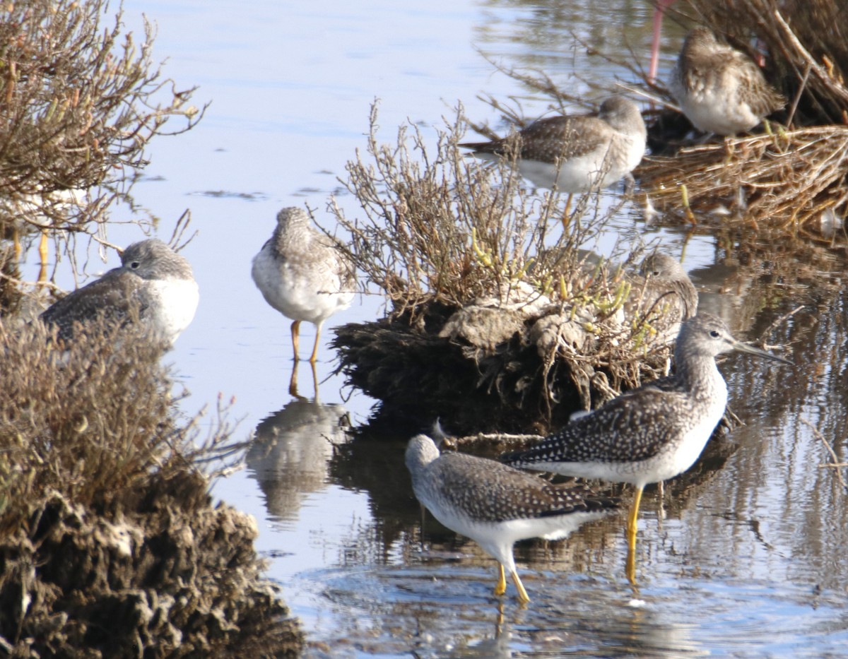 Greater Yellowlegs - ML642443071