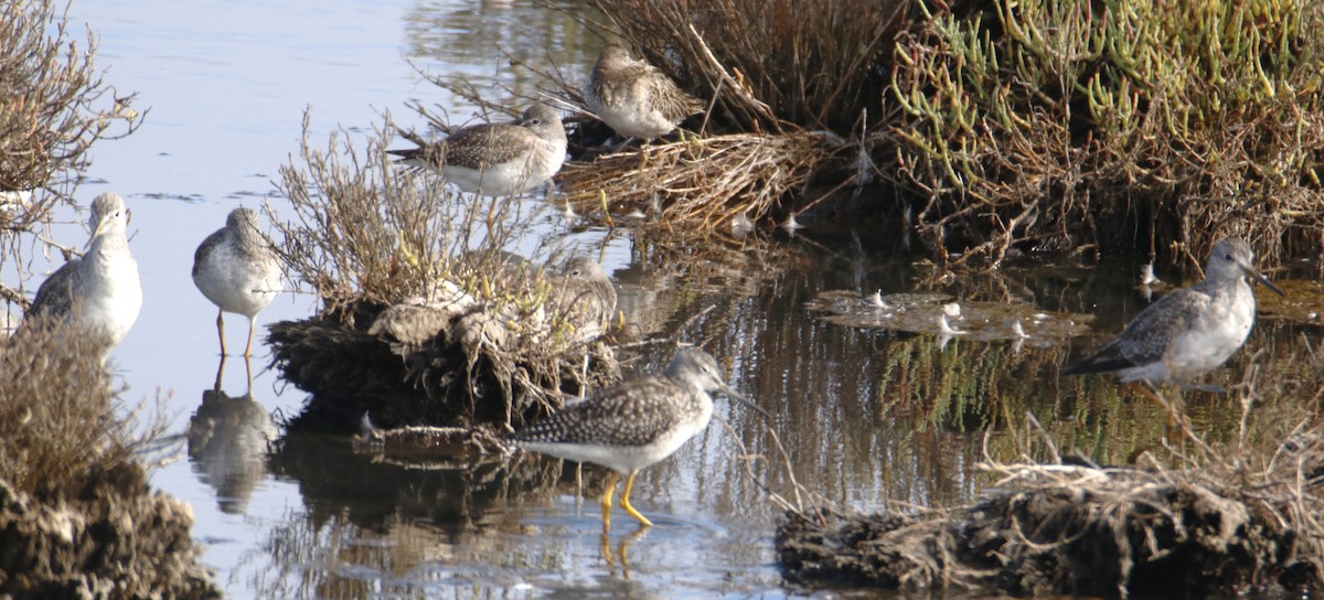 Greater Yellowlegs - ML642443072