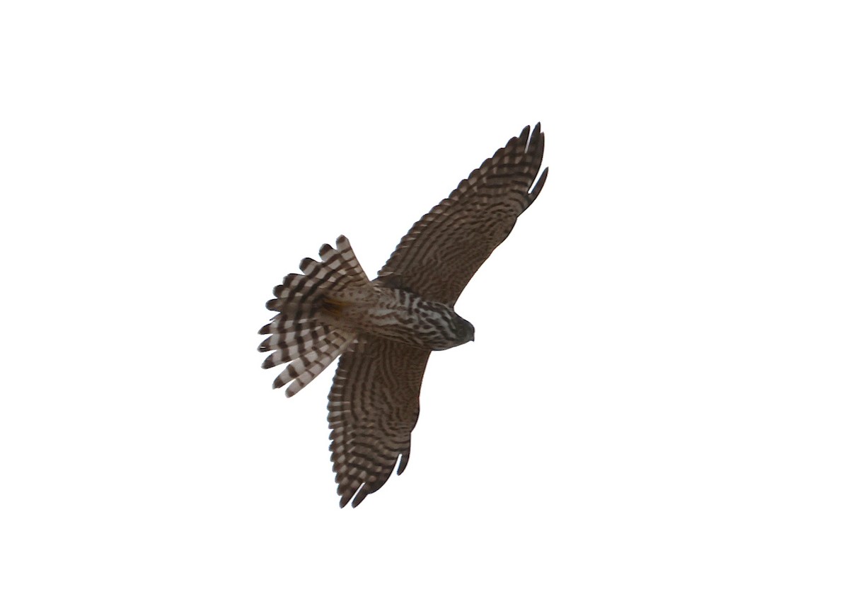 Levant Sparrowhawk - ML642443093