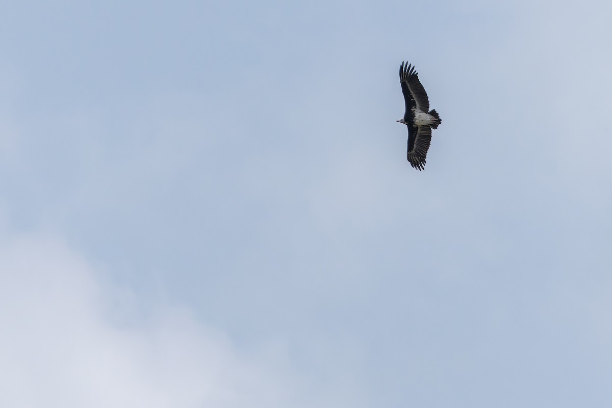 White-headed Vulture - ML642443107
