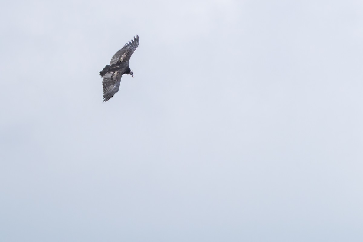 White-headed Vulture - ML642443109