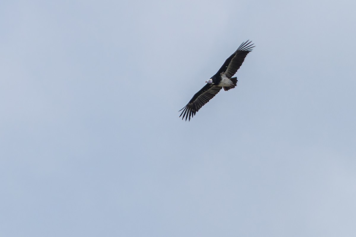 White-headed Vulture - ML642443110