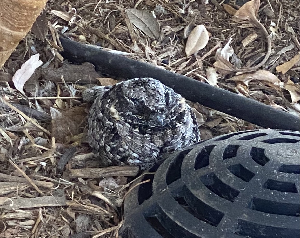 Common Poorwill - ML642443118