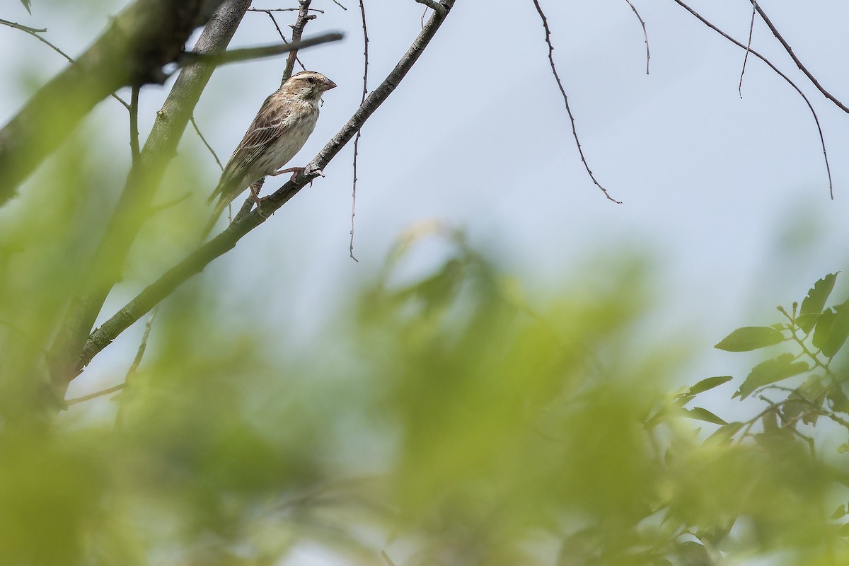 Reichenow's Seedeater - ML642443125