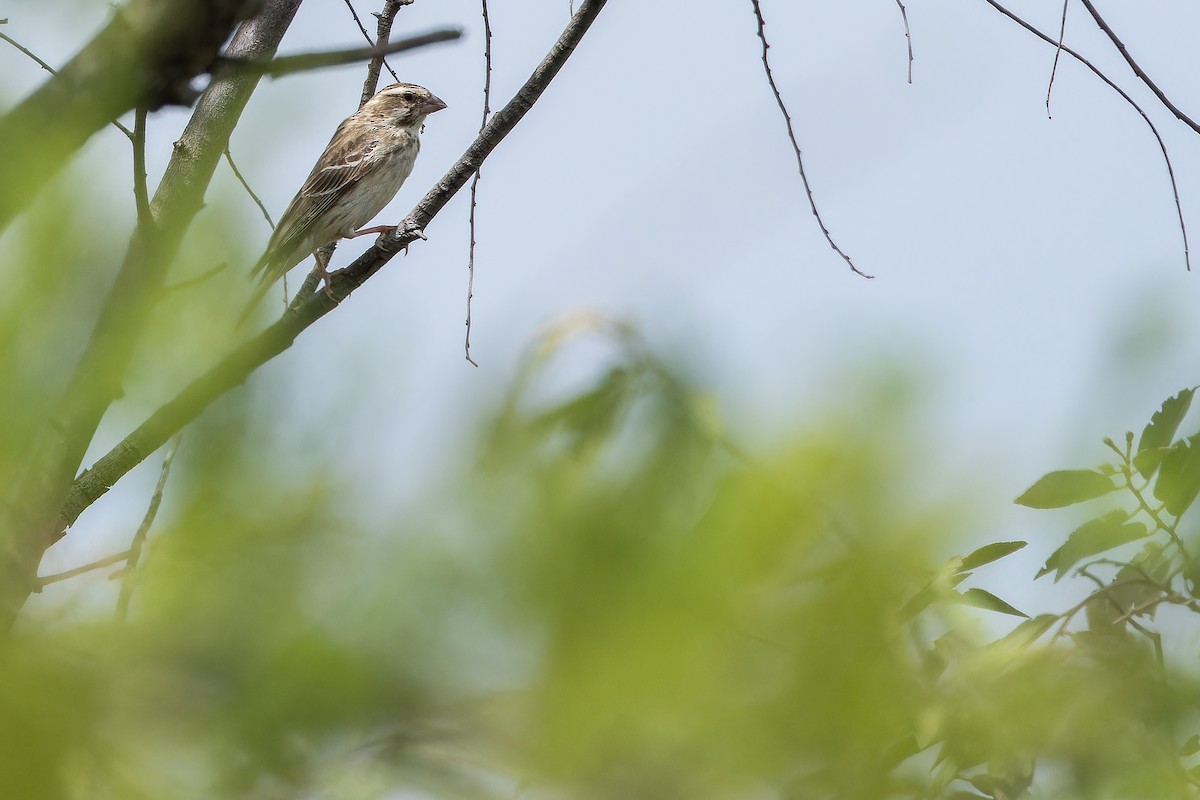 Reichenow's Seedeater - ML642443126
