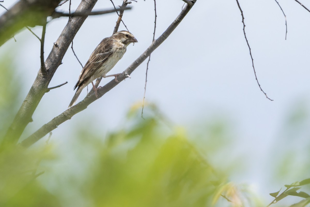 Reichenow's Seedeater - ML642443127