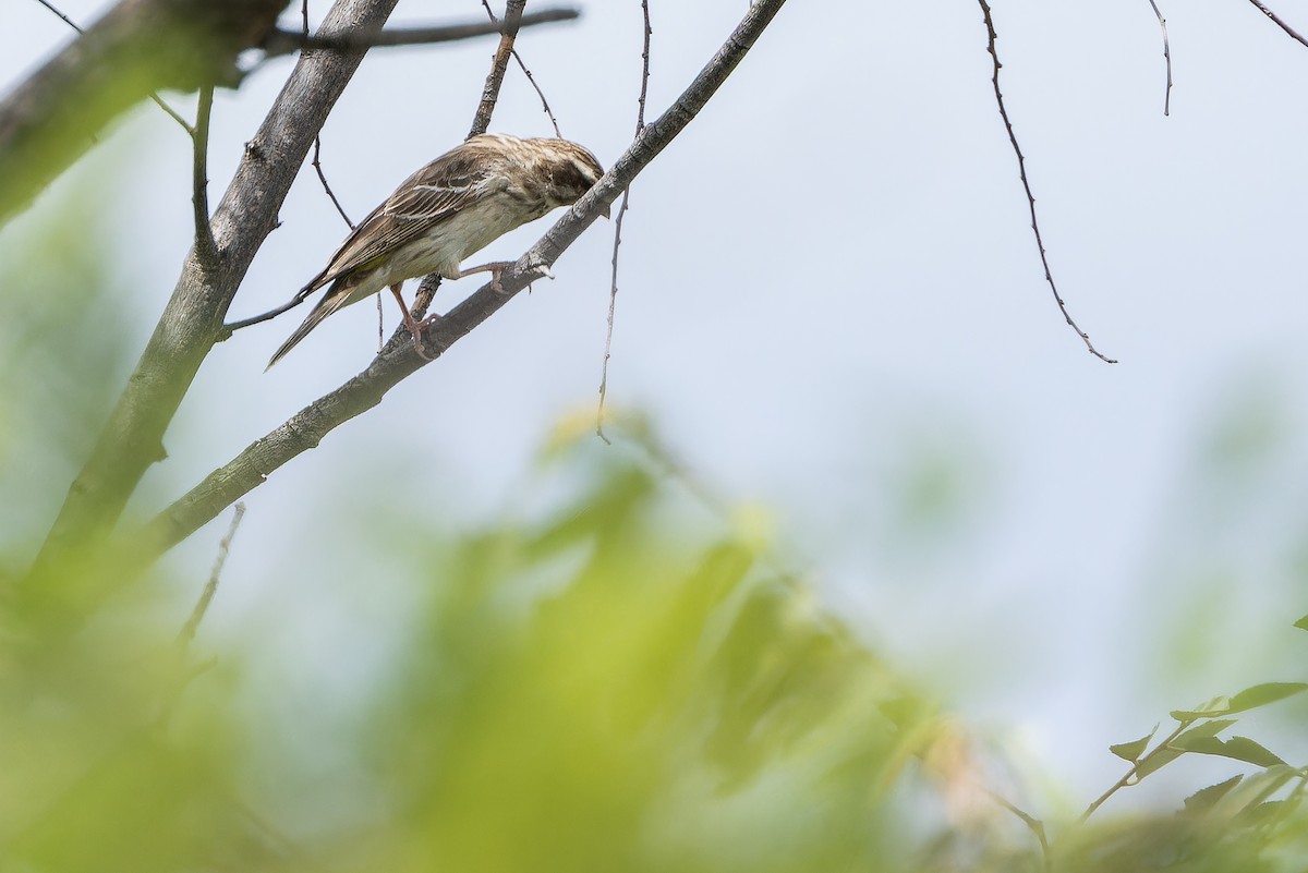 Reichenow's Seedeater - ML642443128